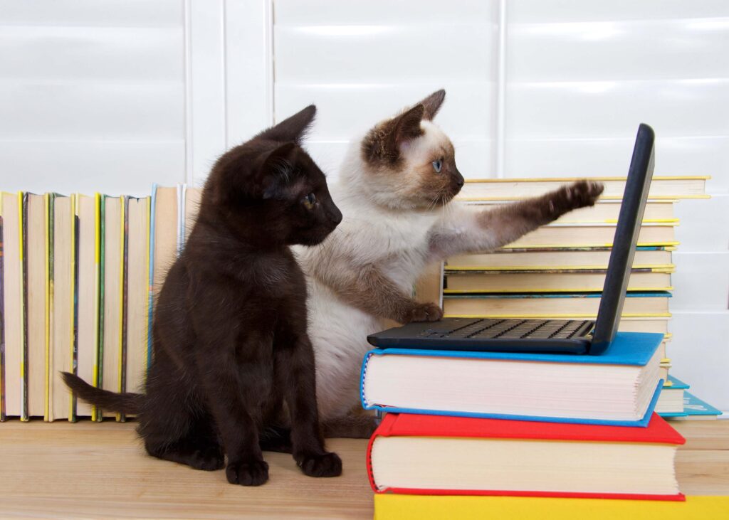 Desk research with cats